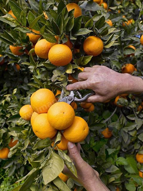 Cueillette des oranges dans les orangeraies du Cap Bon près de Turki