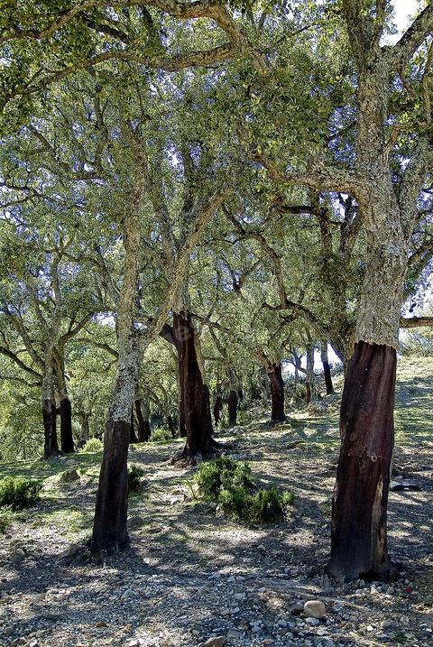 Foret de chenes lieges près de Ain Draham en Kroumirie