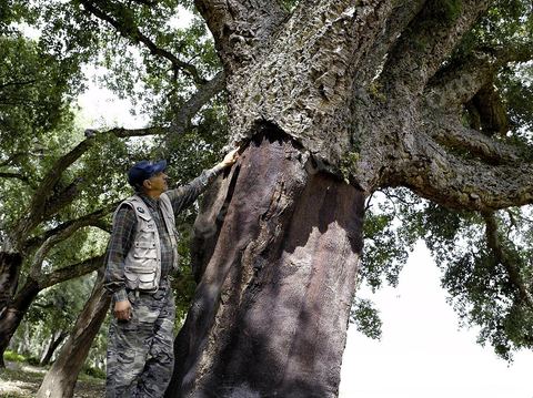 Fafa nous présentant un tronc mascler de chêne liège dans les forêts de Kroumirie près de Aïn Draham