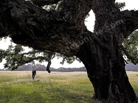 L'un des plus gros chênes lièges situé dans les monts de Kroumirie près de Aïn Draham