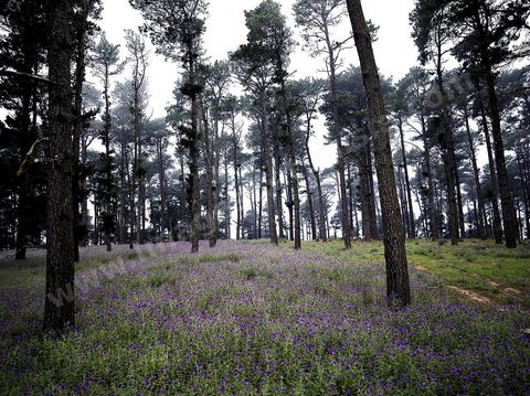Forêt de pin fleuri dans les montagnes de Kroumirie près de Aïn Draham