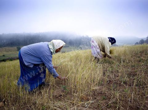 femme faisant des moissons traditionnelles dans les monts de Kroumirie près de Aïn Draham