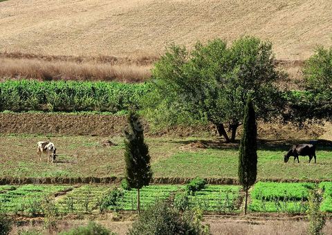 campagne dans les environs de Bizerte