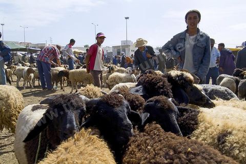 moutons et leurs vendeurs sur le marché hebdomadaire aux animaux de Fernana de Fernana