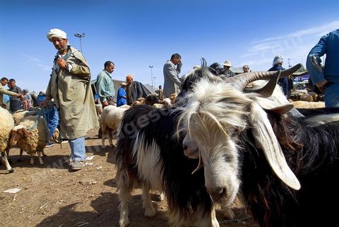 Chèvres et leurs vendeurs sur le marché hebdomadaire aux animaux de Fernana de Fernana