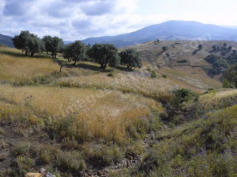 paysage de champ de blé et femmes travaillant dans les champs moisson traditionnelle à la faucille par des femmes en tenue traditionnelle dasn la région de Fernana