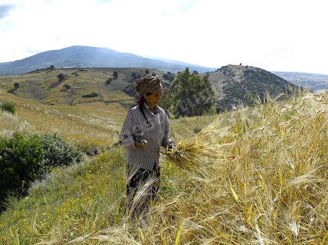 paysage de champ de blé et femmes travaillant dans les champs moisson traditionnelle à la faucille par des femmes en tenue traditionnelle dasn la région de Fernana