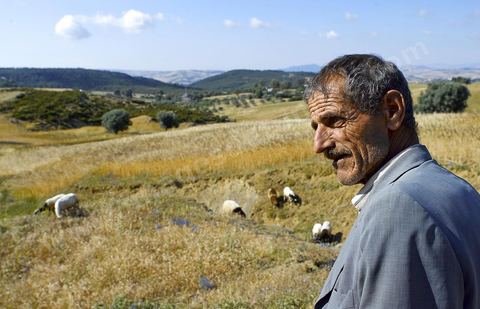 Homme gardant ses moutons dans la campgane près de Fernana berger et ses moutons