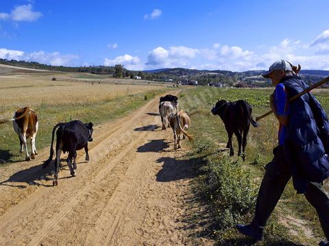 Jeune garçon guidant son troupeau de vaches dasn la région de Fernana