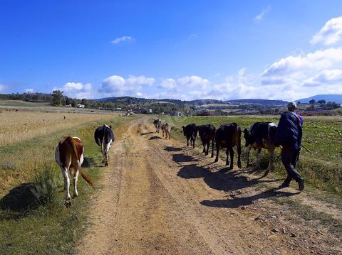 Jeune garçon guidant son troupeau de vaches dasn la région de Fernana