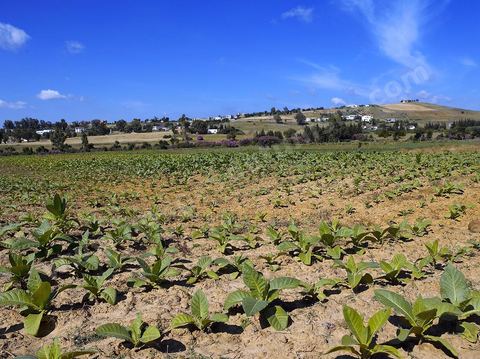 Champ de tabac dans la région de Fernana