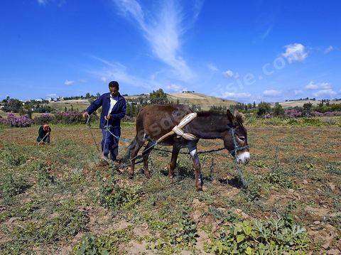 Homme labourant son champ avec un âne dans la région de Fernana