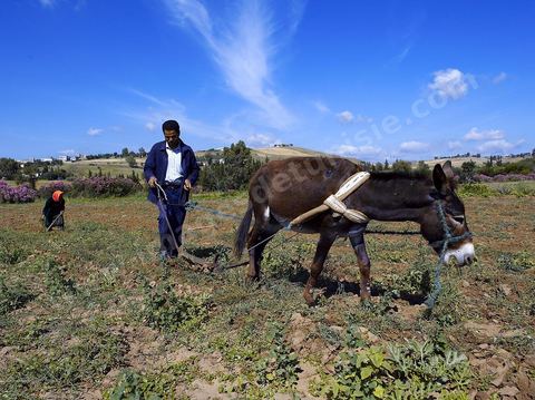Homme labourant son champ avec un âne dans la région de Fernana