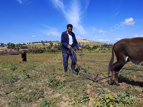 Homme labourant son champ avec un âne dans la région de Fernana