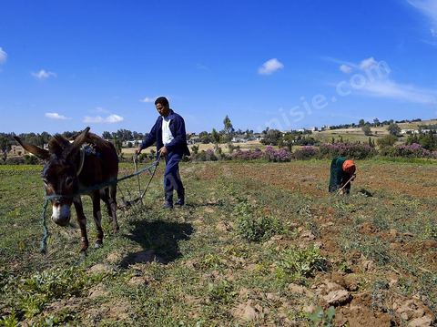 Homme labourant son champ avec un âne dans la région de Fernana