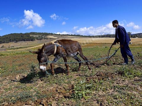 Homme labourant son champ avec un âne dans la région de Fernana