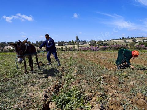 Homme labourant son champ avec un âne dans la région de Fernana