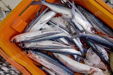 Poissonnier et poisson dans les rues de Tabarka
