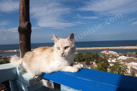 Chat sur le port Hergla