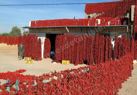 étalage et séchage de piments rouges dans la campagne au sud de Kairouan
