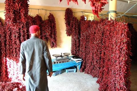 étalage et séchage de piments rouges dans la campagne au sud de Kairouan