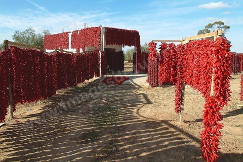 étalage et séchage de piments rouges dans la campagne au sud de Kairouan