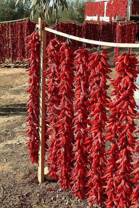 étalage et séchage de piments rouges dans la campagne au sud de Kairouan