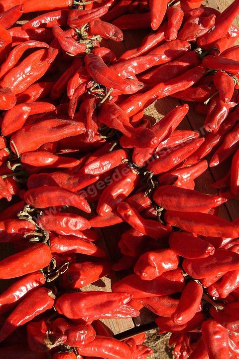 étalage et séchage de piments rouges dans la campagne au sud de Kairouan