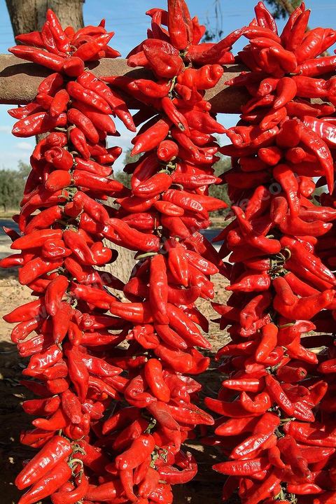 étalage et séchage de piments rouges dans la campagne au sud de Kairouan
