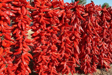 étalage et séchage de piments rouges dans la campagne au sud de Kairouan