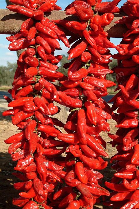 étalage et séchage de piments rouges dans la campagne au sud de Kairouan