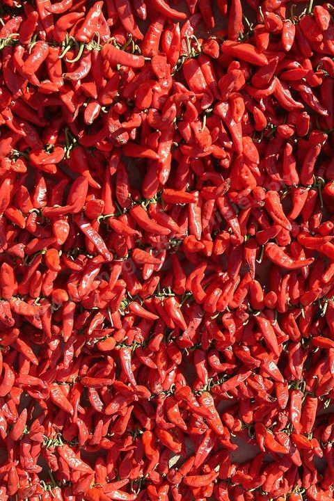 étalage et séchage de piments rouges dans la campagne au sud de Kairouan