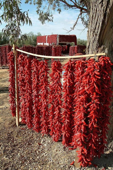 étalage et séchage de piments rouges dans la campagne au sud de Kairouan