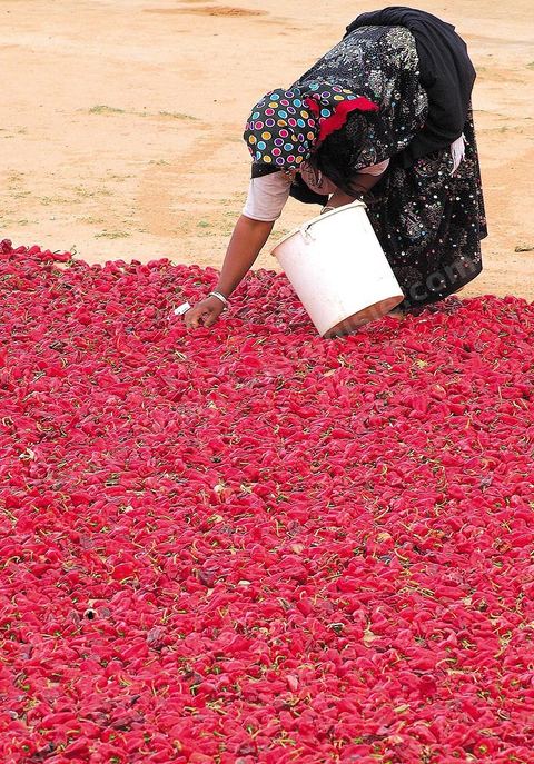 étalage et séchage de piments rouges dans la campagne au sud de Kairouan