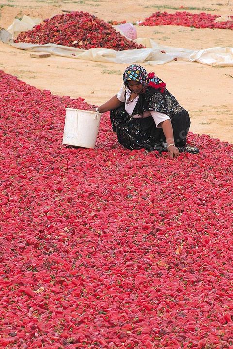 étalage et séchage de piments rouges dans la campagne au sud de Kairouan