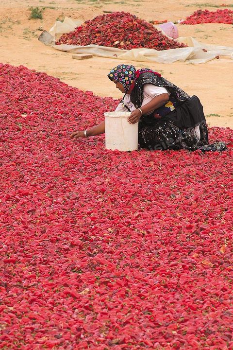 étalage et séchage de piments rouges dans la campagne au sud de Kairouan
