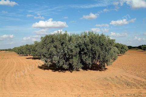Champs d'olivier au sud de Kairouan