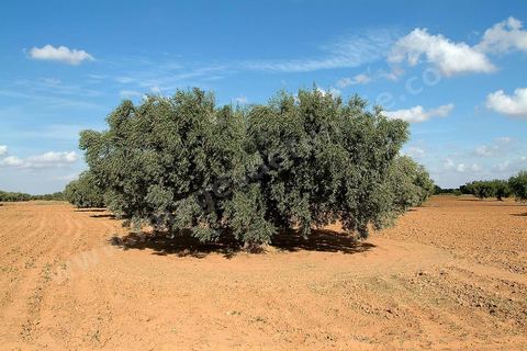 Champs d'olivier au sud de Kairouan