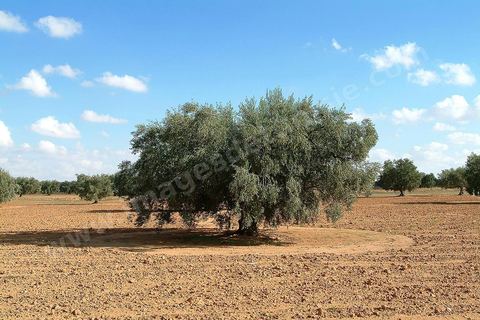 Champs d'olivier au sud de Kairouan