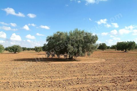Champs d'olivier au sud de Kairouan