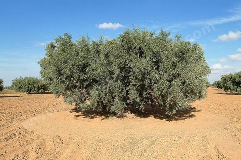 Champs d'olivier au sud de Kairouan