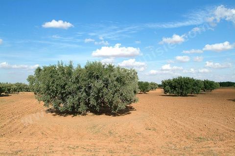 Champs d'olivier au sud de Kairouan