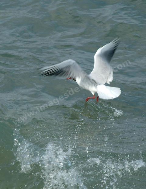 mouettes à Mahdia