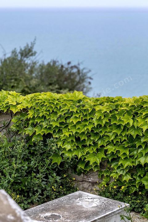 Le petit cimetière privé. Sidi Bou Saïd sur les traces de Michel Foucault