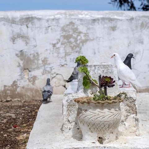 Cimetière. Sidi Bou Saïd sur les traces de Michel Foucault