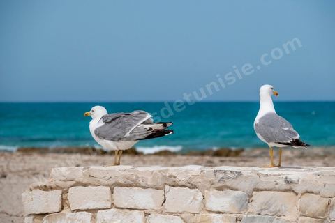 Plage à Zarzis