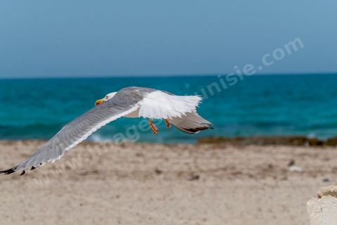 Plage à Zarzis