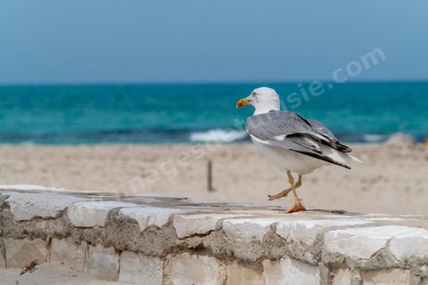 Plage à Zarzis